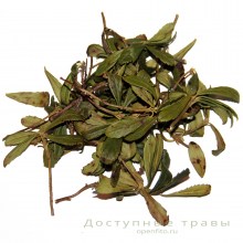 Зимолюбка купить! Зимолюбка трава